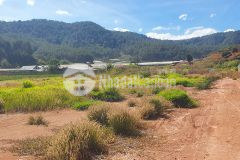 1,7 tỷ mua được đất đà lạt không mua được tận 520m2 luôn đấy ạ, đường xe hơi đến tận đất luôn