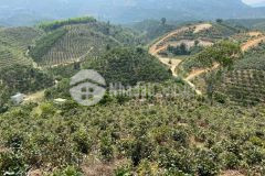 63. cần bán vườn cafe cách đườngn blaosere 1km