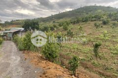 67. cần bán lô đất thôn 6 xã đại lào tp bảo lộc tỉnh lâm đồng