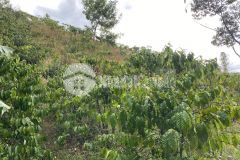 66. cần bán lô đất thôn 6 xã đại lào tp bảo lộc tỉnh lâm đồng