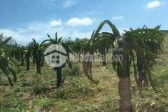 Bán lô đất 3979m2 ngay ngã 4 đường liên huyện liên xã giá chỉ 437 triệu, liên hệ ngay 0937251240