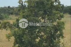 Bán gấp miếng đất vườn bình thuận sổ hồng trao tay ngay công chứng