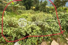 Bán mảnh đất đắc địa nằm trong lòng trung tâm y tý dt 316m2