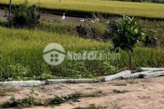 Bán 2617m2 đất p3 cặp đường nguyễn đình chiểu, cao lãnh, đồng tháp. lh0899060478