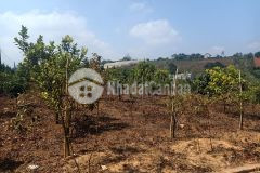 Gần 2 mẫu đất tà nung 2 mặt tiền đường cần bán