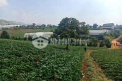 Chính chủ gởi bán 2 ha đất bằng có view, có hồ, có vườn cây, xe tải đến tận đất khu vực tà nung