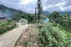 Đón đầu thôn tả dì thàng, xã y tý, bát xát, lào cai, lợi nhuận cao thời điểm vàng để vào tiền