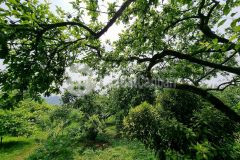 Bán nhanh 3850m2 đất tại mọc chuâ sơn la giá siêu đầu tư