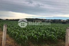 Bán 6921m2 đất nông nghiệp hồng thái, sổ sẵn chỉ 519 triệu lh 0938677909 hiền