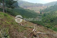 Chủ gởi bán gần 6 xào đất view rừng thông 1,5 triệum2 có bán lẻ