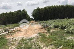 Cần bán 2000m2 đất rừng vàng giá 1,5 tỷ, gần đường số 1, hùng vương, biển lagi. lh 0975 427 401