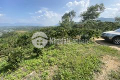 79. cần bán lô đất 10900m2 xã đại lào