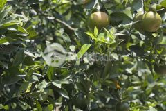 Bán đất vườn quýt tăng nhà cấp 4 có sẵn trên đất giá chỉ 600km2