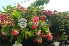 Bán căn homestay làng rau trà quế hội an