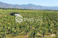 Lô đất mặt tiền đường 2ha, giá chỉ 70.000 đm2, sổ riêng, đường xe tải, lh 0901.078.257