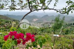 Bán nhanh mảnh đất ại mộc châu view cực đẹp, nhanh tay nhanh tay nào