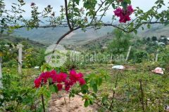 Bán mảnh đất gàn 6ha giá siêu rẻ,đất nền nghỉ dưỡng mộc châu vô cùng đẹp