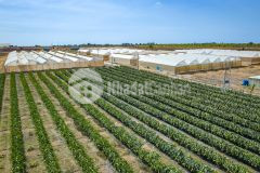 Đất nông nghiệp gần ngay bàu trắng, giá 70.000đm2