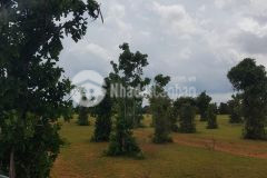 Bán 7611m2 đất vườn bắc bình, bình thuận sổ sẵn chỉ 608tr lh 0938677909 hiền xem sổ