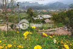 Bán mảnh đất 1514m2 bảng áng đông sang mộc châu vô cùng đẹp