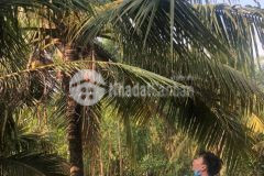 Cần bán vài lô đất tại phước khánh nhơn trạch đồng nai