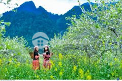 Đất đối diện vườn dâu chimi nhìn sang rừng thông bản áng mt100m