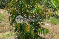 Bán đất 1ha6 tặng vườn sầu riêng giáp sông có qh thổ cư