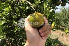 Bán gấp mảnh vườn quýt đường xen canh bưởi da xanh