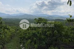 95.lô đất hẻm đinh công tráng xã đại lào thành phố bảo lộc