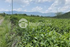 93. bán lô đất thôn 8 xã đại lào thành phố bảo lộc