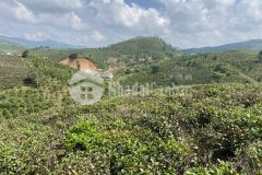 91. bán lô đất thôn 6 xã đại lào thành phố bảo lộc