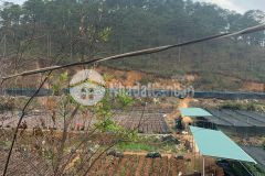 Cần bán 1,2 mẫu đất nông nghiệp bằng phẳng tại bãi tự do, đà lạt, thích hợp làm nông nghiệp hoặc far