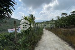 97. bán lô đất thôn 6 trồng cà phê view đẹp