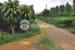 Ban nhanh 3 xao đât gia re tai lôc an chi 1,5tyxao