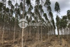 Bán 15000m 2 mặt tiền đường xe công 2.1 tỷ xã hàm minh, hàm thuận nam, bình thuận