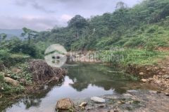 Cần bán gấp 20ha kim boi viu cao thoáng đẹp