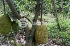 Bán đất diên phước, diên khánh giáp sông có nhiều loại cây ăn trái đã thu hoạch