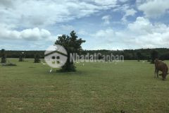 Bán gấp lô đất gần 2 đường liên huyện gá 984tr với diện tích 9835m2