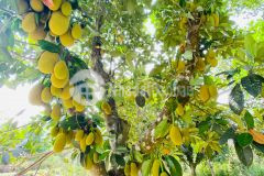 Bán đất 1.900m2 có thổ cư 2 mặt tiền hl62 xã khánh phú giá rẻ lh 0788.558.552