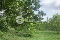 Cần bán gấp 1200m có 200 đất ở kim bôi hòa bình