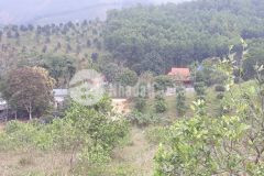 Bán đất rừng sản xuất có thổ cư tại nam thượng kim bôi hòa bình.