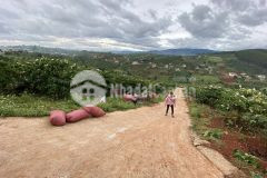 Bán miếng đất 500m2 có 100m2 thổ cư ngay thị trấn nam ban, lâm hà, lâm đồnggiá 1tỷ2