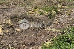 Đất mặt tiền đường đê hùng vương