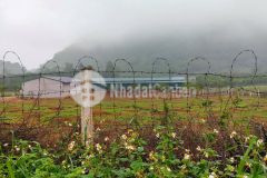 Chính chủ gửi bán 15ha trang trại bò và cây ăn quả tại kim bôi, hoà bình