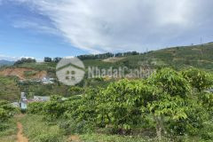 100. bán lô đất trồng cà phê xã đại lào thành phố bảo lộc