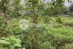 Bán đất tại cao răm lương sơn hoà bình 800m