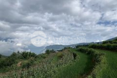 Bán mảnh đất 6000m2 tại y tý, gần trung tâm, view ruộng bậc thang cực đẹp. lh 0933.56.1998