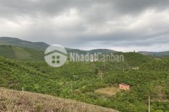 102. bán lô đất 7000m2 xã đại lào thành phố bảo lộc