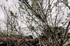 Bán đất trung tâm thị trấn nông trường mộc châu, sơn la 420m2, mt 12m, đường oto tránh, giá 1.6 tỷ.