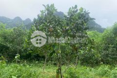 Bán đất kim bôi hòa bình dt 5500m2 full thổ cư giá đầu tư.